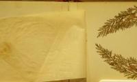 Early 20th Century Souvenir Olive Wood Book of Flowers from The Holy Land