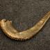 Shofar from Congregation Anshei Sfard's (Louisville, KY) Sanctuary at the Dutchman's Lane Location